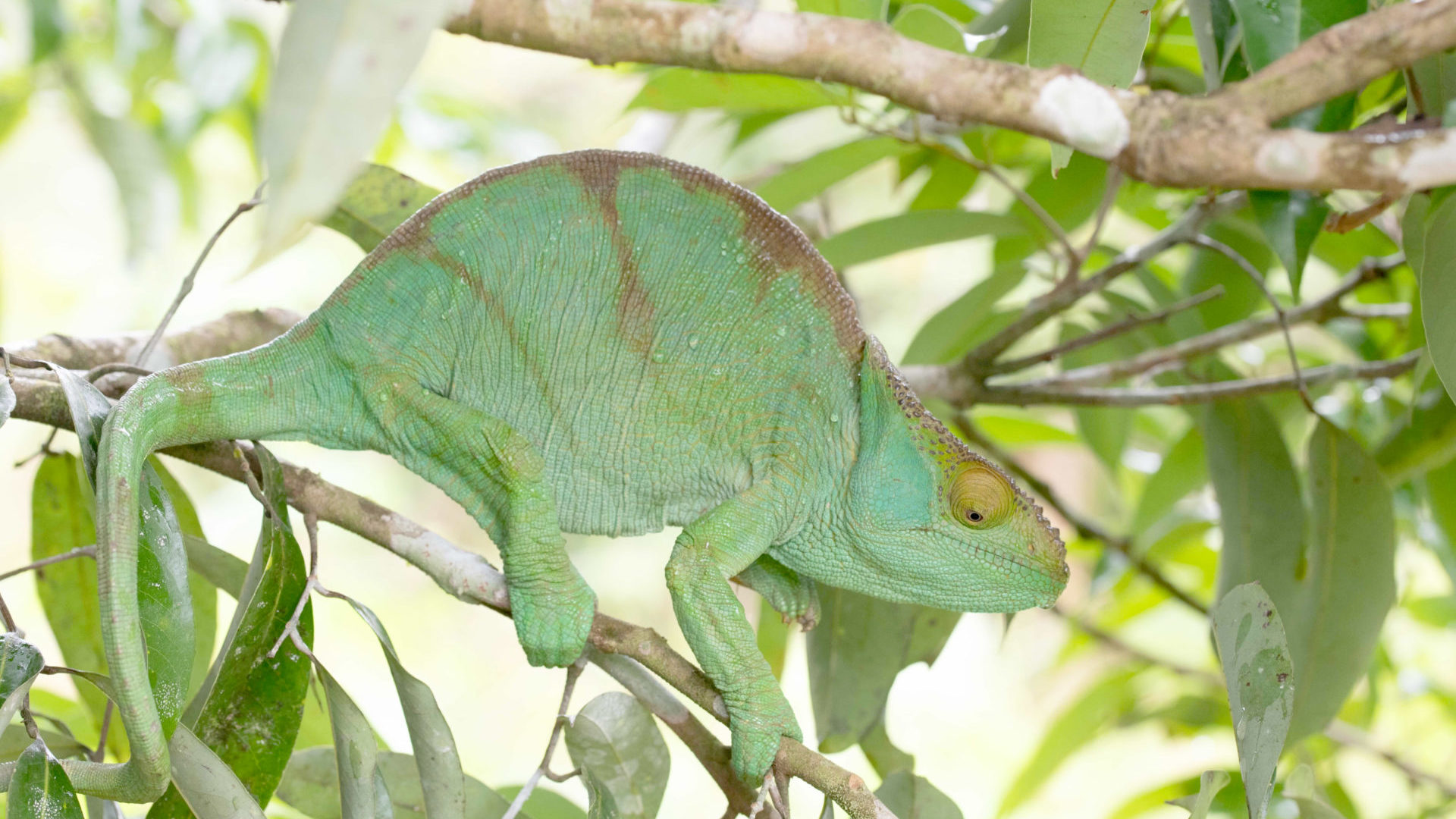 Un caméléon fait le buzz