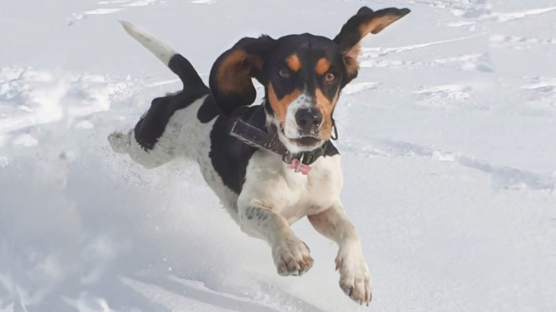 Le destin d’un animal n’est pas dans les mains du vétérinaire. Si le maitre l’ordonne, le vétérinaire doit l’euthanasier. (Photo : gs)