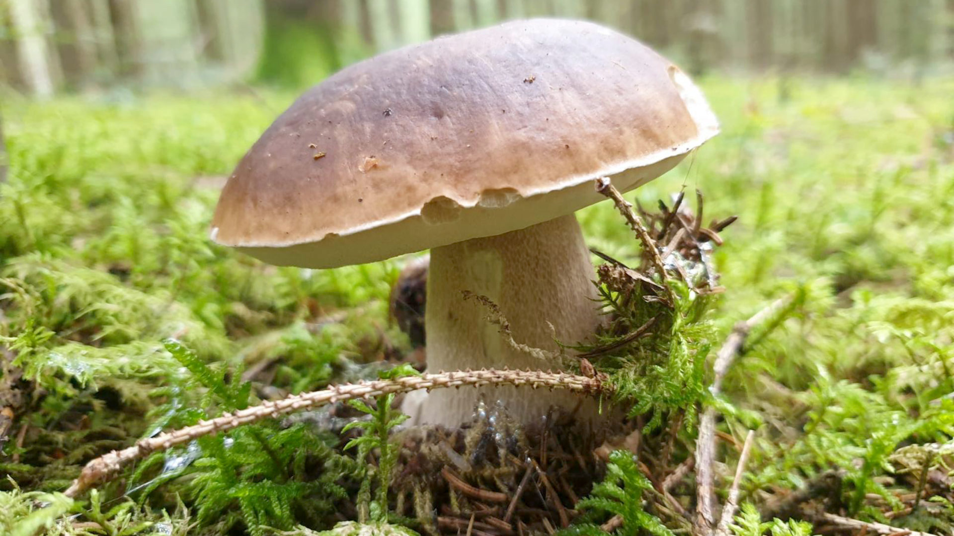 boletus