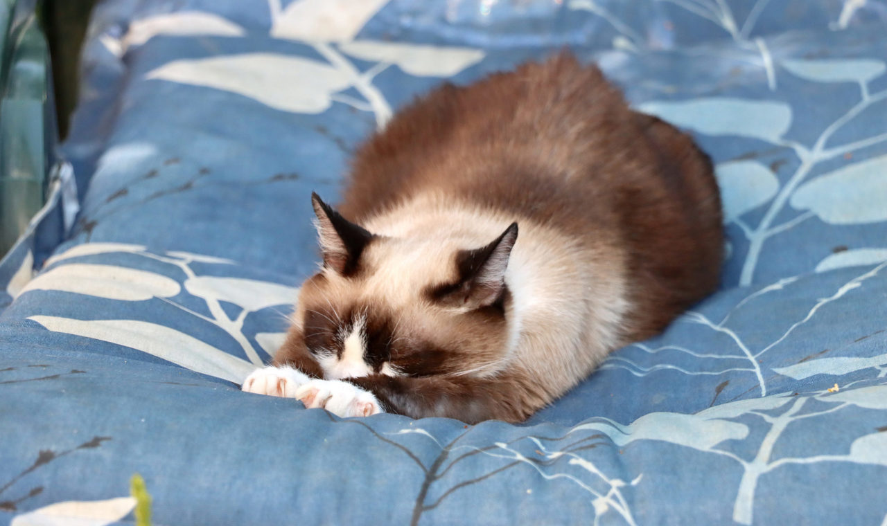 chats et chaleur 5