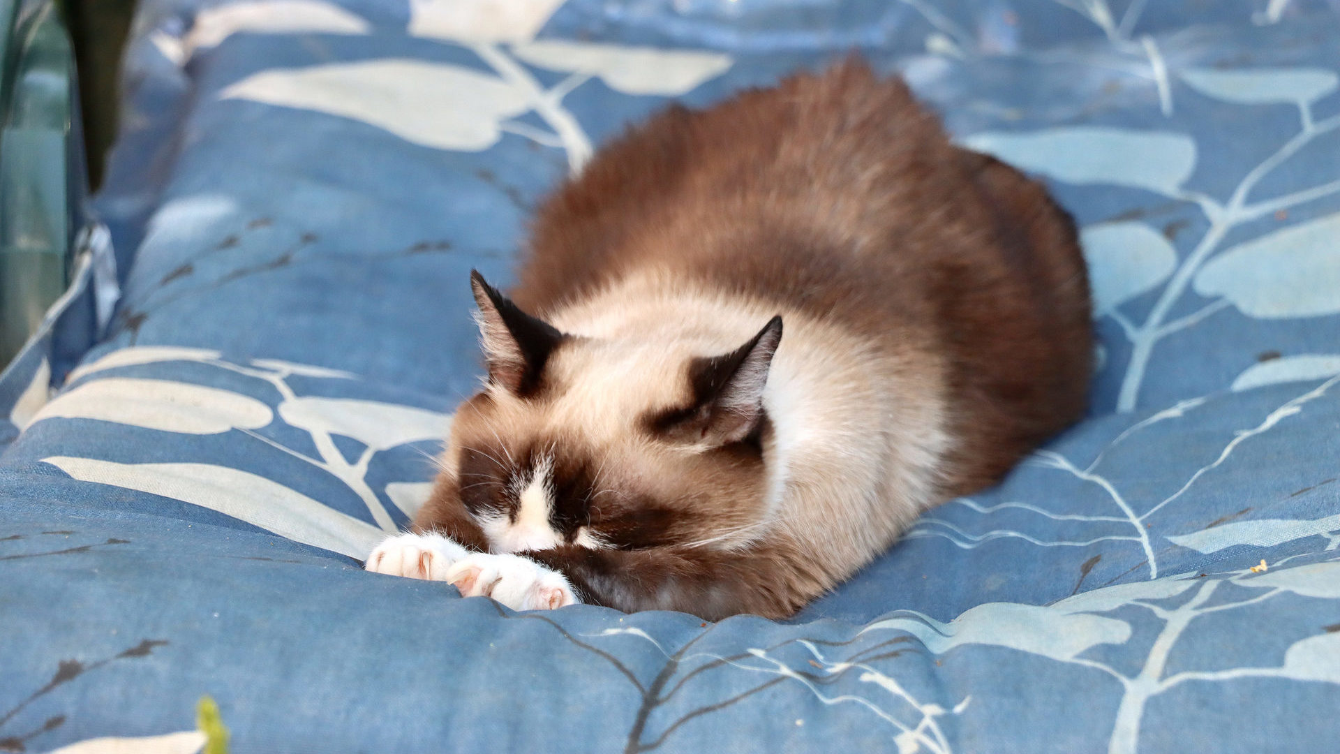 chats et chaleur 5
