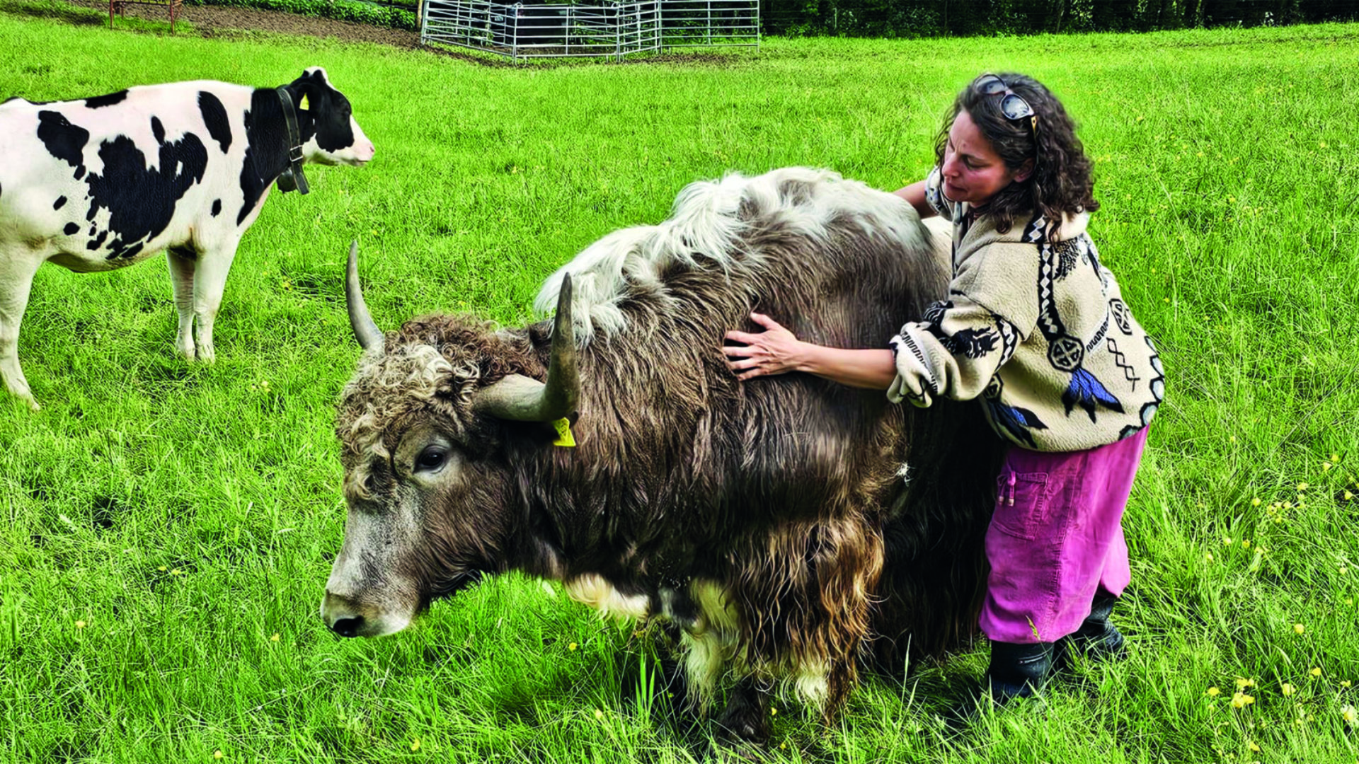 Maude avec ses yaks. (dr)